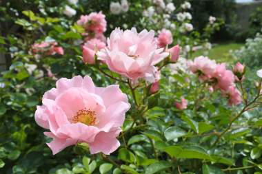 Les roses de mon jardin au chateau de Siran
