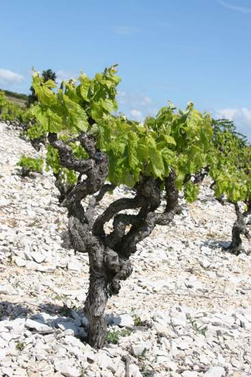 Arbre, Séminaire Hérault au Château de Siran · Languedoc